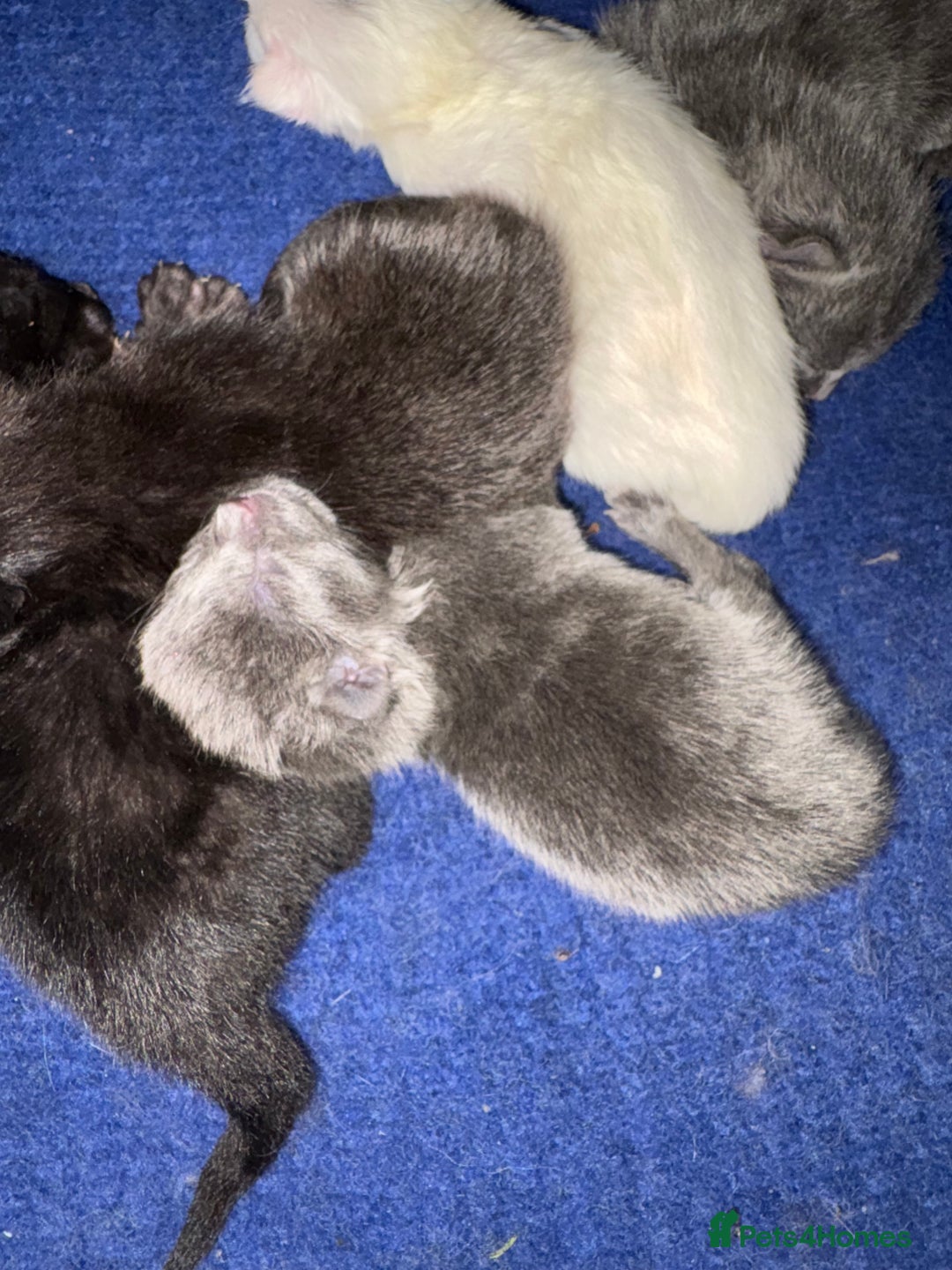 Mixed Breed cats for sale: Beautiful little of kittens  - Image 7
