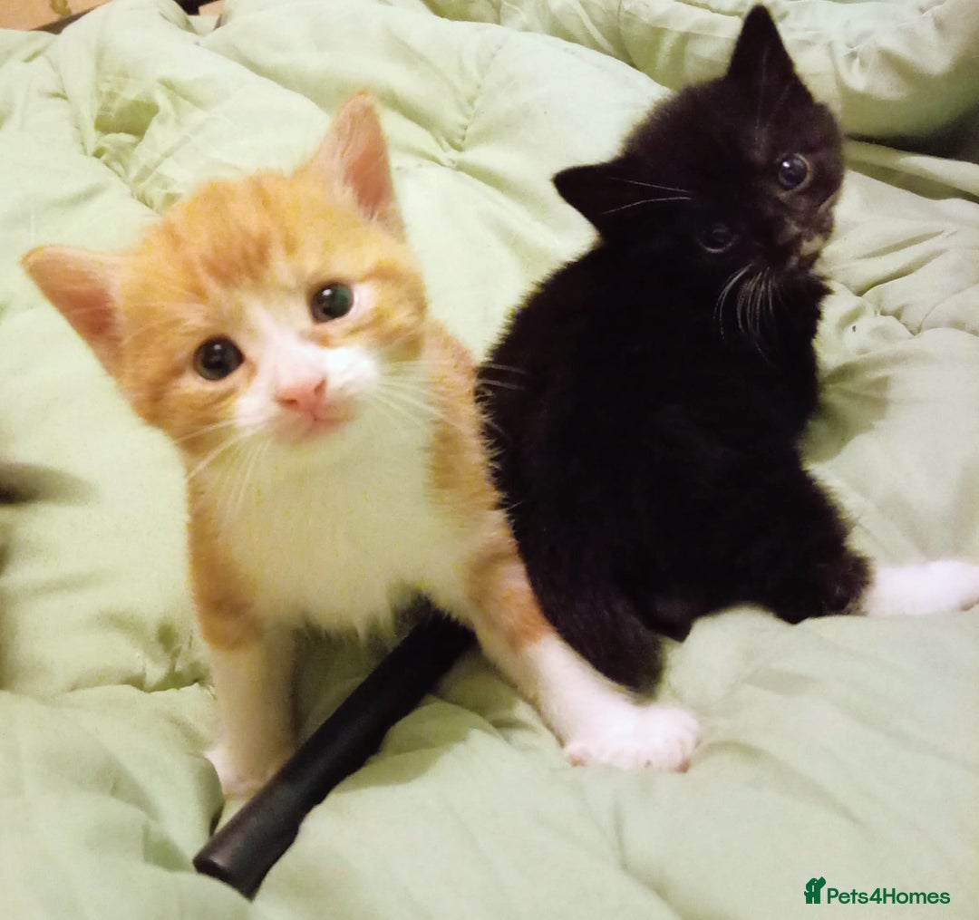 Mixed Breed cats for sale: 3 beautiful kittens  - Advert 6