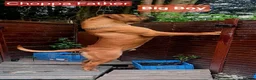 Boerboel dogs for sale: Boreboel (Bella) gave birth, 3 girls left - Advert 6