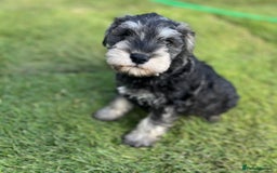 Miniature Schnauzer dogs for sale: Just 2 boys and girls available raised with love - Image 28