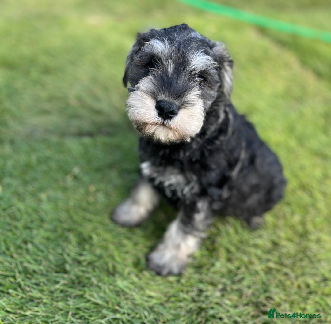 Miniature Schnauzer dogs for sale: Just 2 boys and girls available raised with love - Image 28