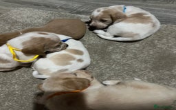 Bocker dogs for sale: Beautiful bocker/beagle puppies - Image 11
