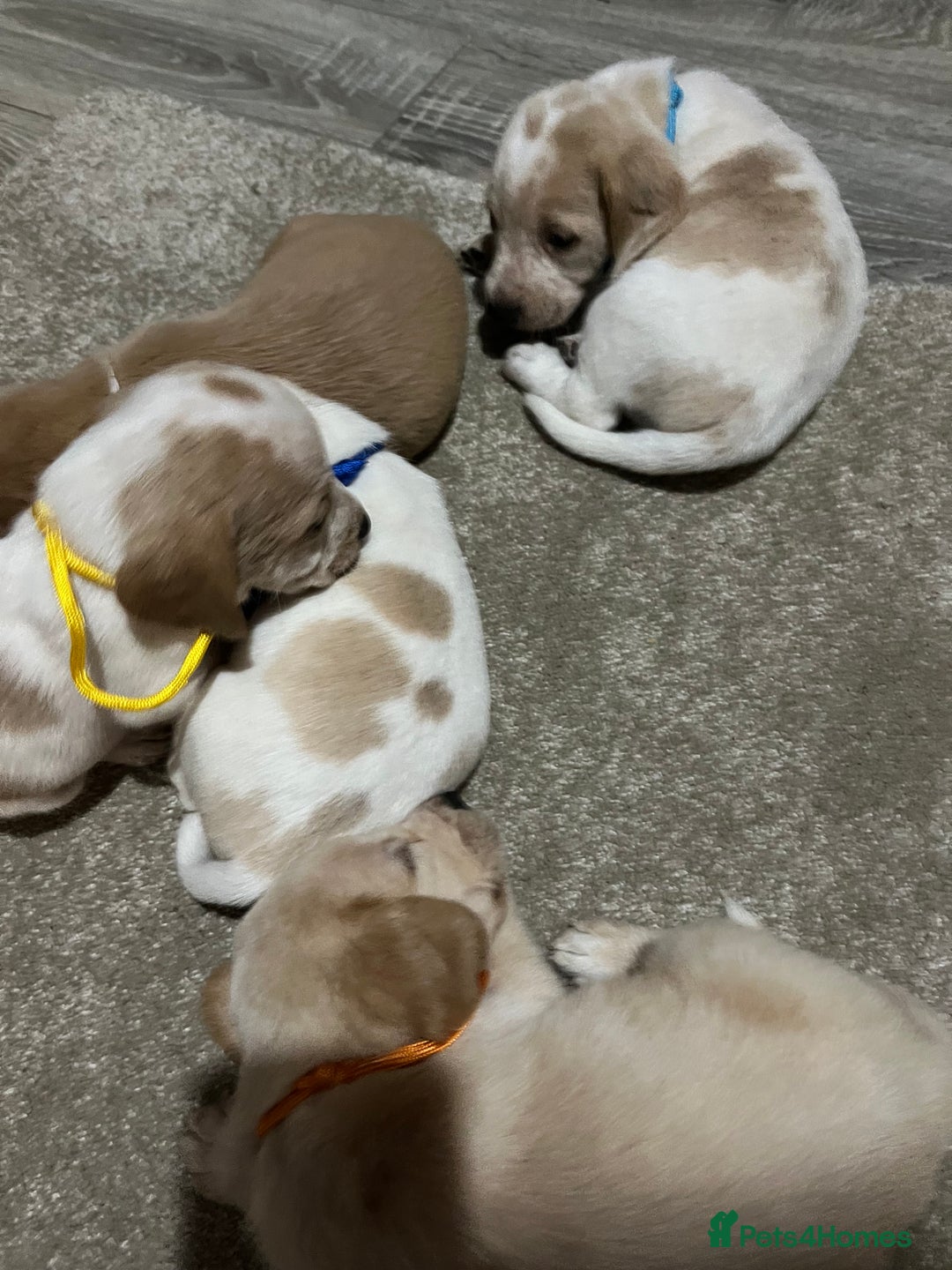Bocker dogs for sale: Beautiful bocker/beagle puppies - Image 11