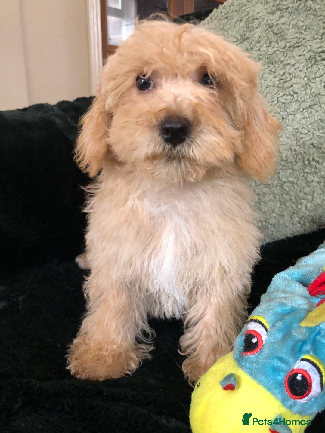 Mixed Breed dogs for sale: shihtzu x toy poodle puppies for sale - Image 11
