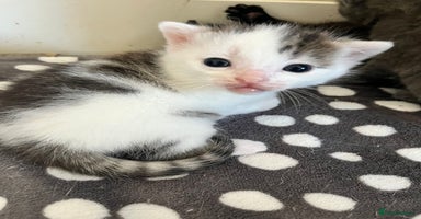 Mixed Breed cats - Advert 10