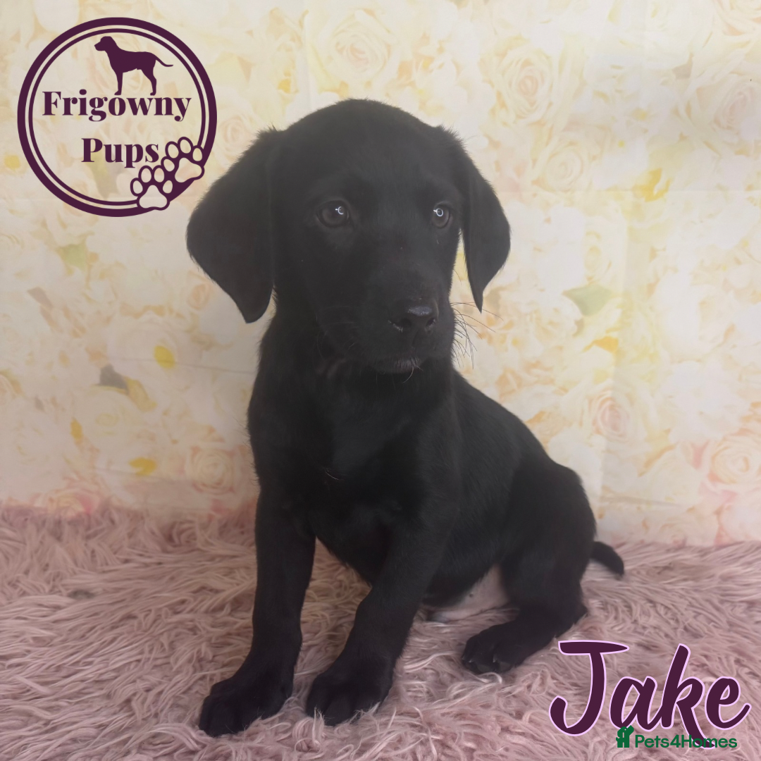 Labrador Retriever dogs for sale: Adorable KC Reg Labrador Puppies *Ready Now* - Image 17