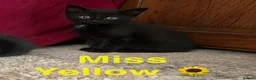 Domestic Shorthair cats for sale: ⭐️READY NOW!⭐️The Cutest Black DSH kittens 🐈‍⬛  - Advert 12