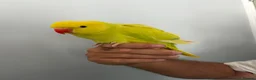 Parakeets birds for sale: Three 8 week old Indian ring neck parakeets  - Advert 5