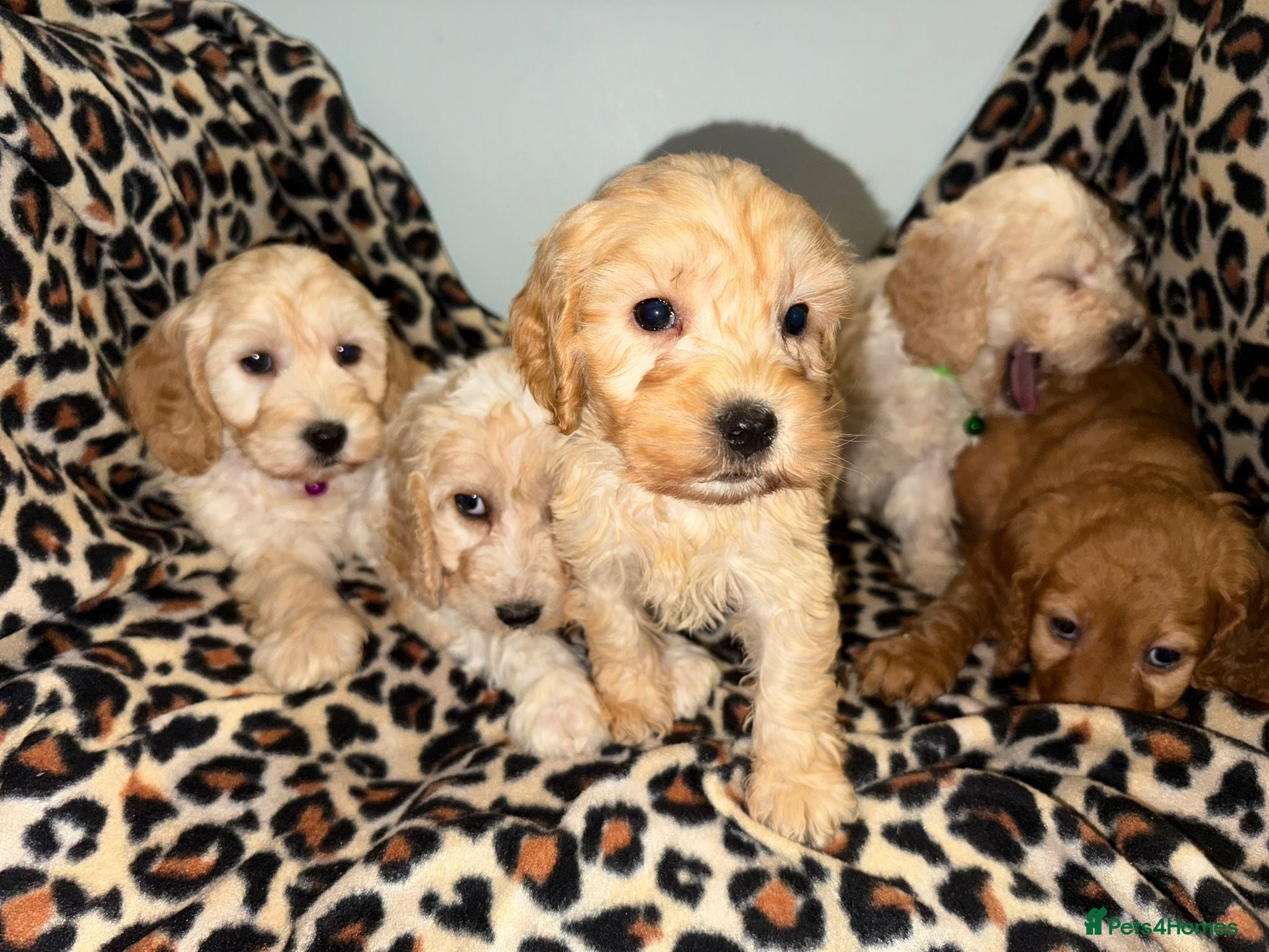 Cockapoo dogs COCKAPOO Puppies (Small Breed) - Advert 1