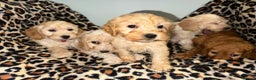 Cockapoo dogs for sale: COCKAPOO Puppies (Small Breed) - Advert 2