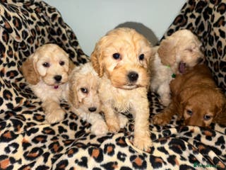 Cockapoo dogs COCKAPOO Puppies (Small Breed) - Advert 6