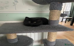 British Shorthair cats for sale: Stunning British short x Bengal  - Image 7