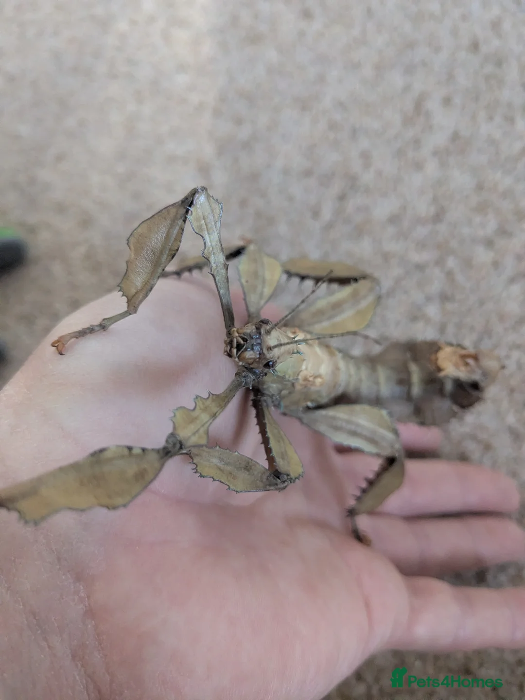 Stick Insects invertebrates for sale: Macleays Spectre/Giant Prickly Stick Insect Eggs - Advert 1