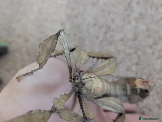 Stick Insects invertebrates Macleays Spectre/Giant Prickly Stick Insect Eggs - Advert 3