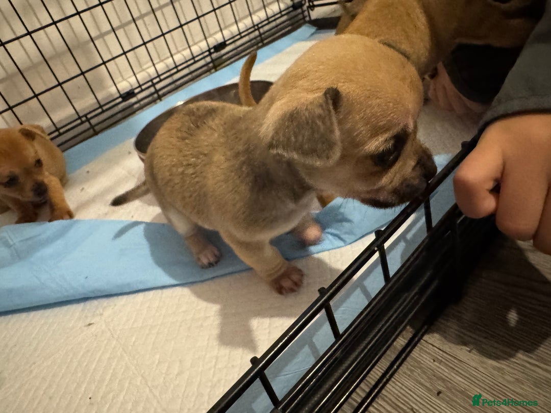 Chihuahua dogs for sale: Chihuahua pups - Image 3