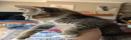 Exotic cats for sale: Marshmallows babies - Advert 6