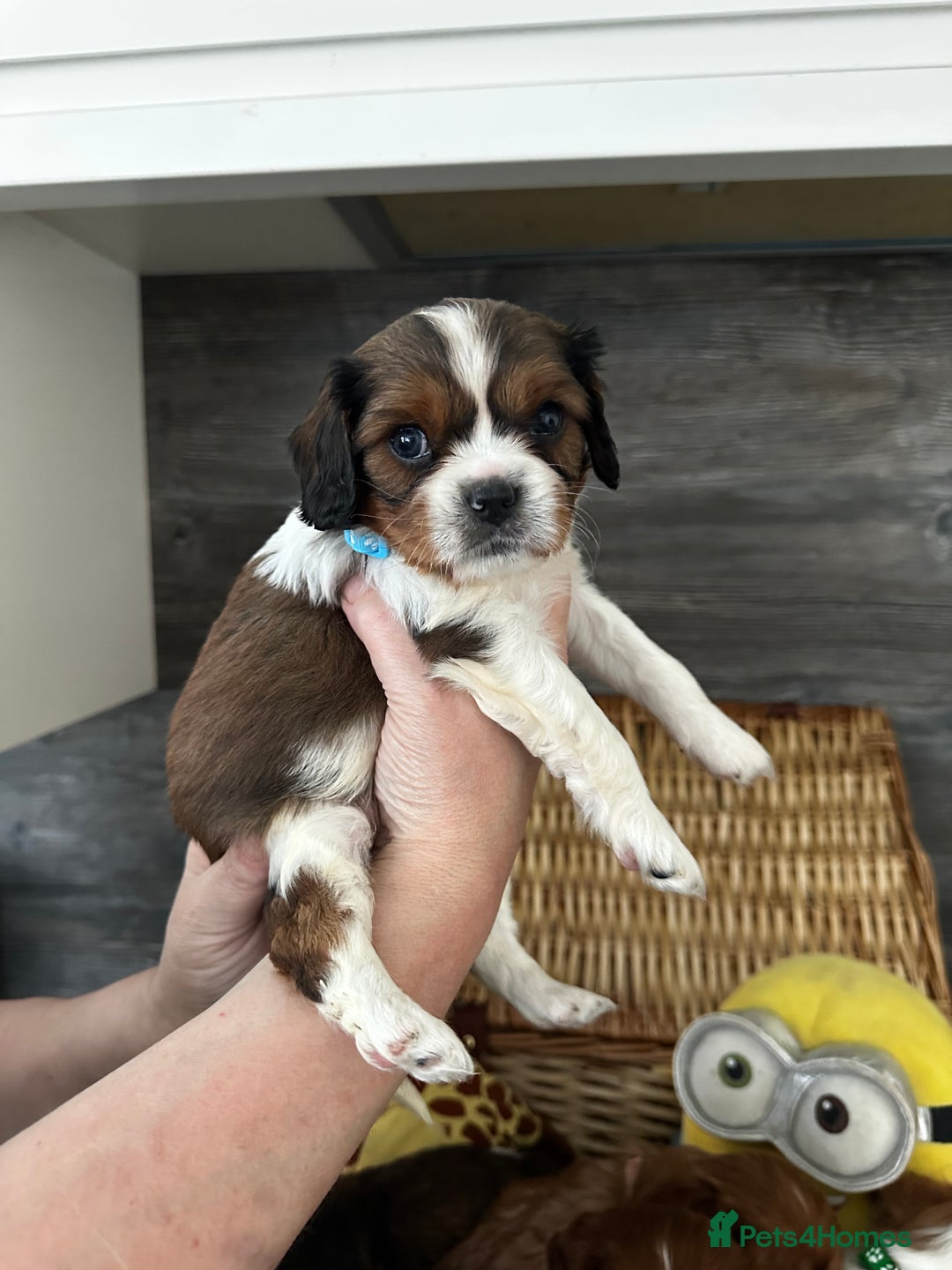 Cavalier King Charles Spaniel dogs for sale: 5 beautiful cavalier King Charles spaniel puppies - Image 8