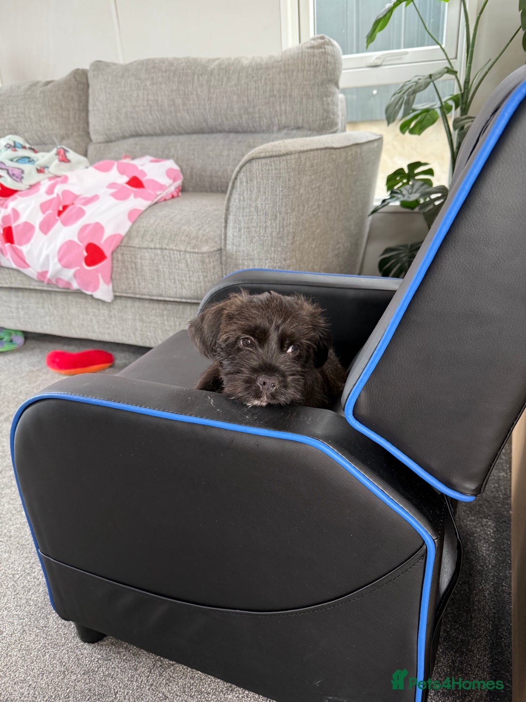 Mixed Breed dogs for sale: Tibetan Terrier x Jug - Image 2