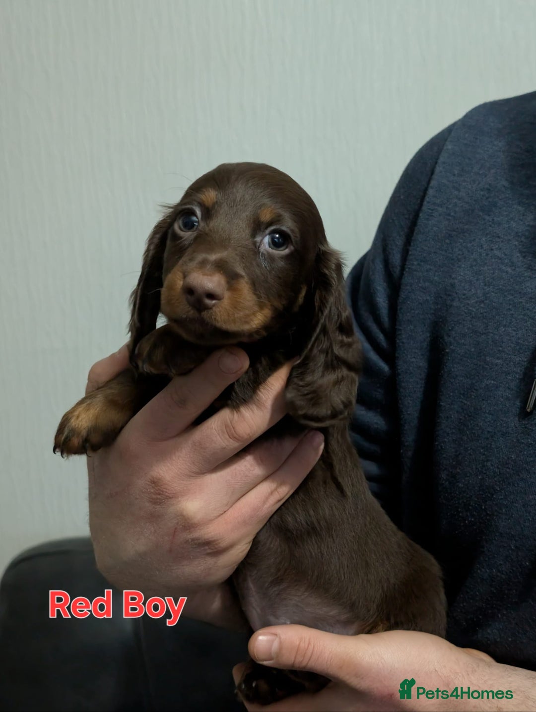 Miniature Dachshund dogs for sale: Kc reg miniture dachshund puppies for sale - Advert 5