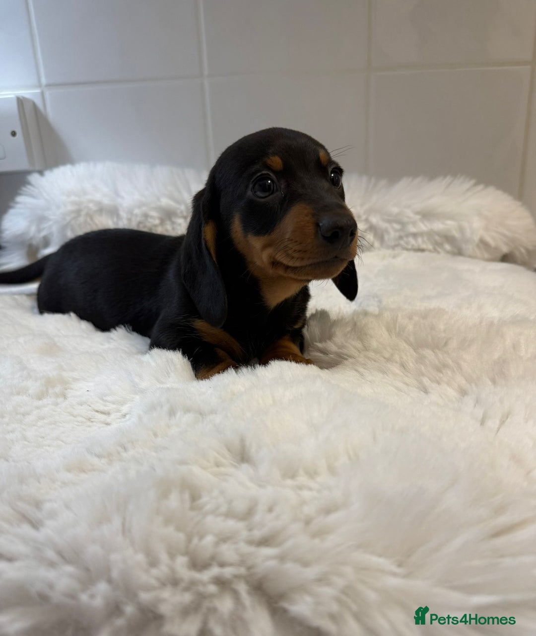 Miniature Dachshund dogs for sale: 2 stunning miniature dachshund puppy’s  - Image 14