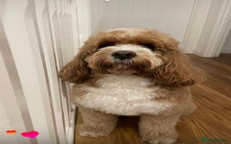Cavapoo dogs for stud: Handsome Cavapoo Stud Dog 🐾  in Weston-super-Mare - Image 12