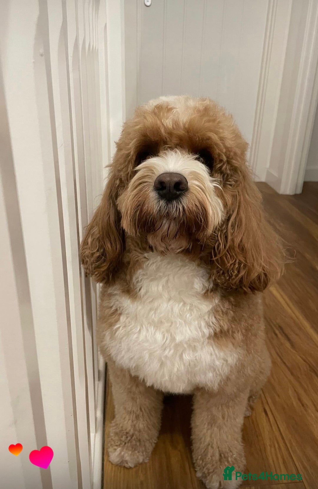 Cavapoo dogs for stud: Handsome Cavapoo Stud Dog 🐾  in Weston-super-Mare - Image 12