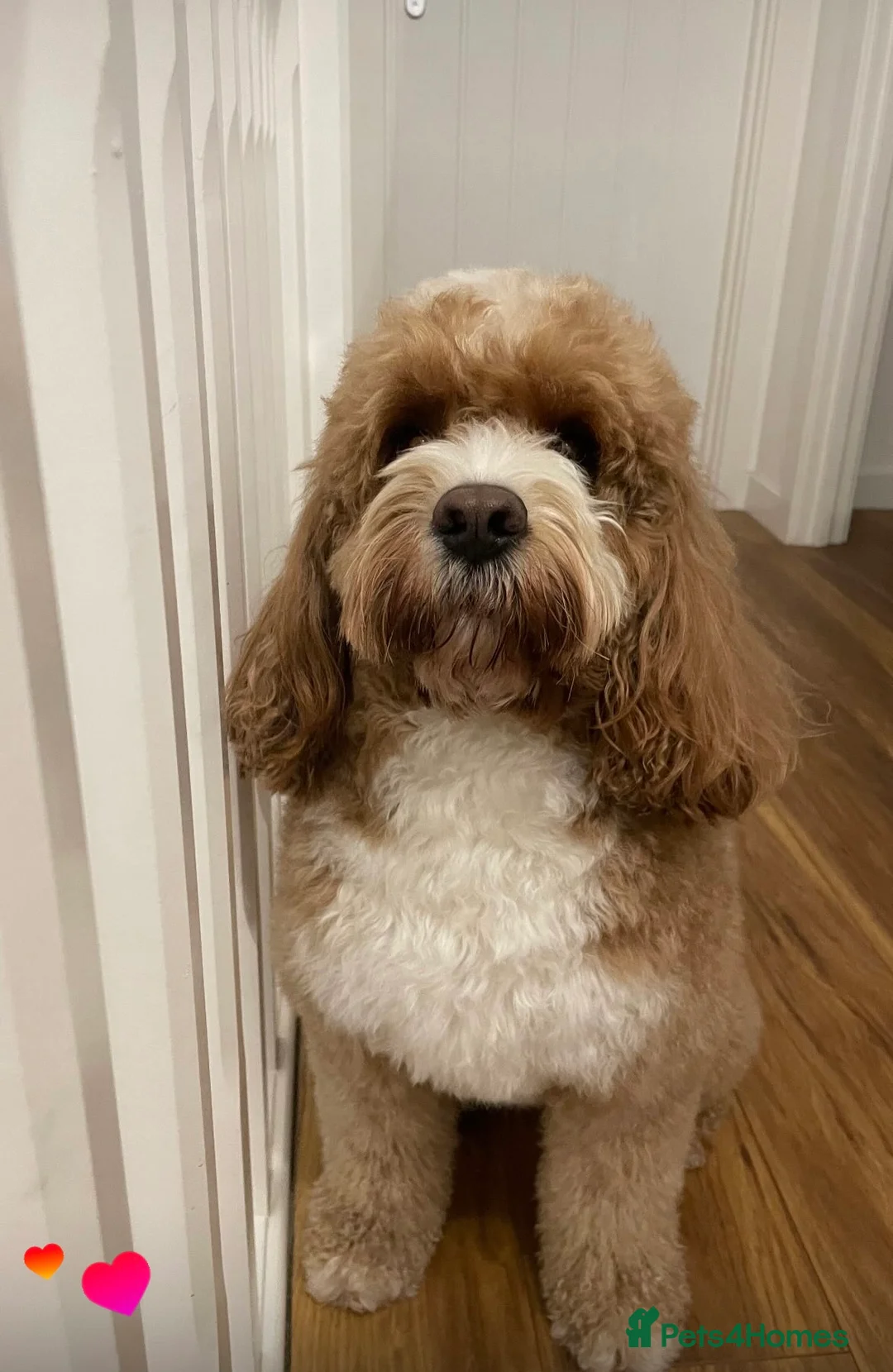 Cavapoo dogs for stud: Handsome Cavapoo Stud Dog 🐾  - Advert 12