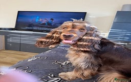 Cocker Spaniel dogs for sale: Kc Chocolate & Tan show cocker  - Image 2