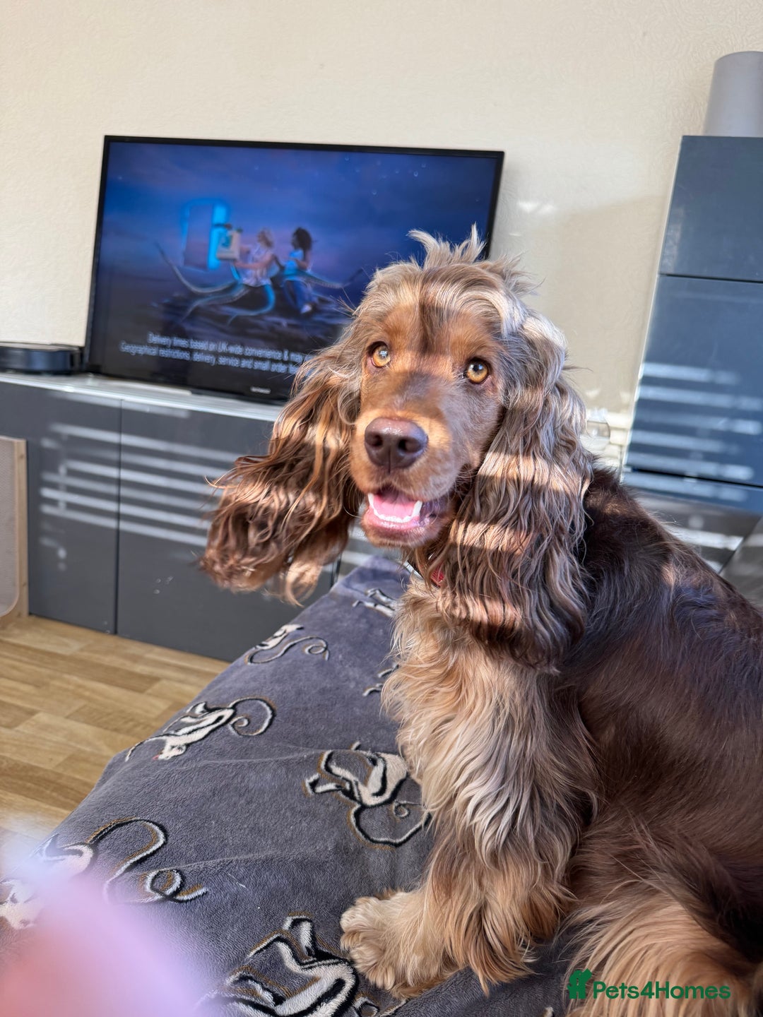 Cocker Spaniel dogs for sale: Kc Chocolate & Tan show cocker  - Image 2