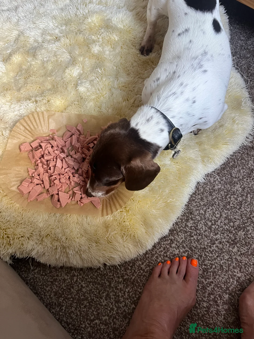 Dachshund dogs for sale: piebald Miniature, dachshund girl 2 years old   - Advert 2