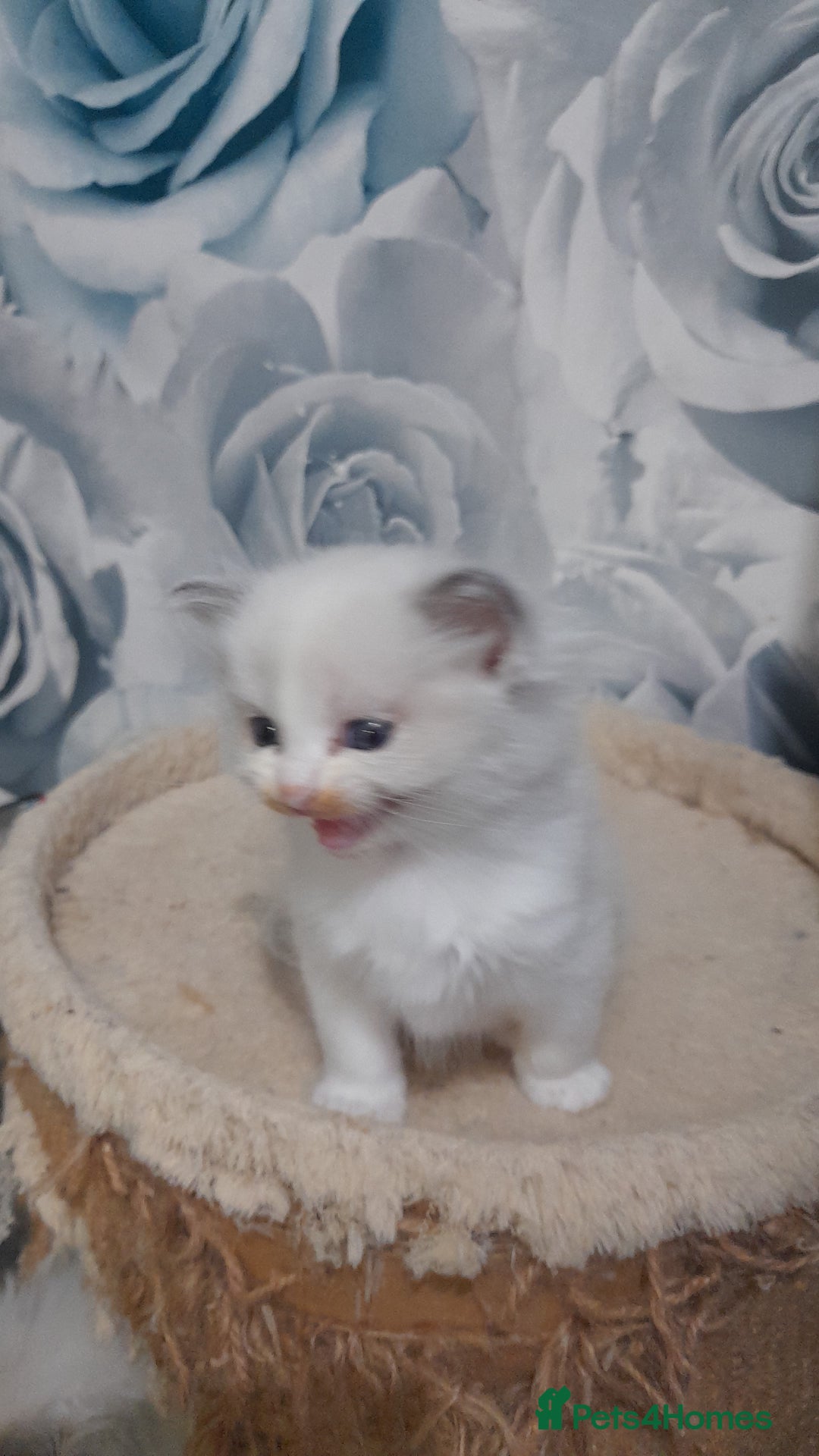 Ragdoll cats for sale: Stunning ragdolls - Advert 5