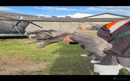 Cane Corso dogs for sale: Cane corso puppies looking for their forever homes - Image 13