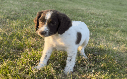 English Springer Spaniel dogs for sale: Ready to go Male KC Registered ESS Puppies  - Image 7