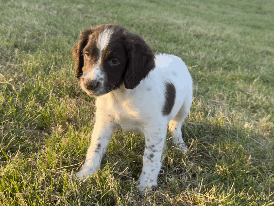 English Springer Spaniel dogs for sale: Ready to go Male KC Registered ESS Puppies  - Image 7