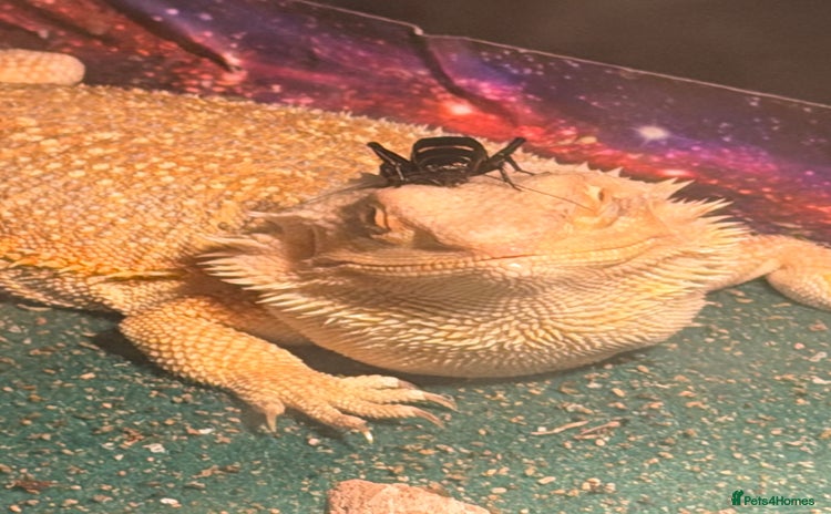 Bearded Dragon reptiles Bearded dragon - Advert 1
