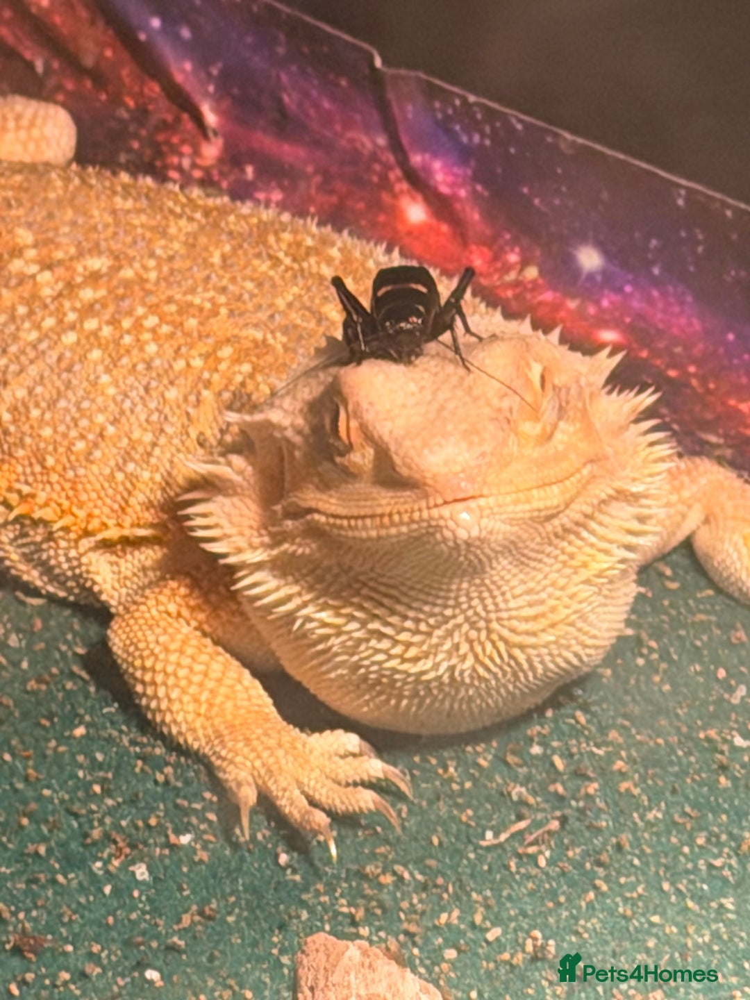 Bearded Dragon reptiles for sale: Bearded dragon - Advert 1