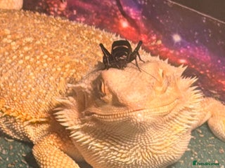 Bearded Dragon reptiles Bearded dragon - Advert 1