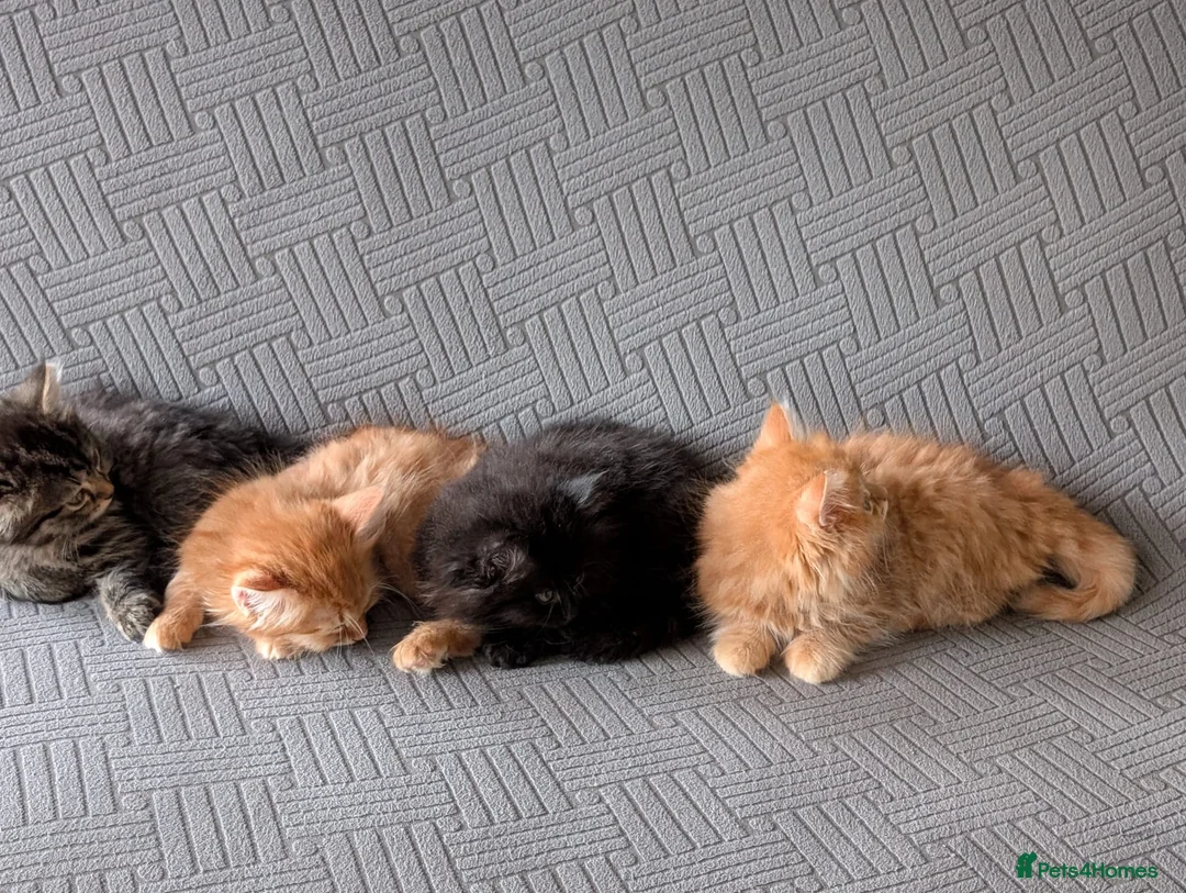 British Shorthair cats for sale: 4 Beautiful loving adorable kittens  - Advert 1