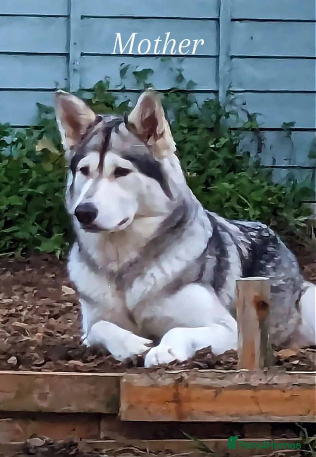 Mixed Breed dogs for sale: Northern Inuit X gsd pups - Advert 6