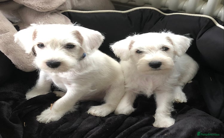 Miniature Schnauzer dogs - Advert 1