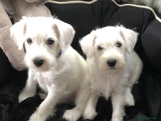 Miniature Schnauzer dogs KC registered White miniature schnauzers - Advert 2