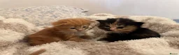 Ragdoll cats for sale: Flame point Ragdoll Mix - Advert 3