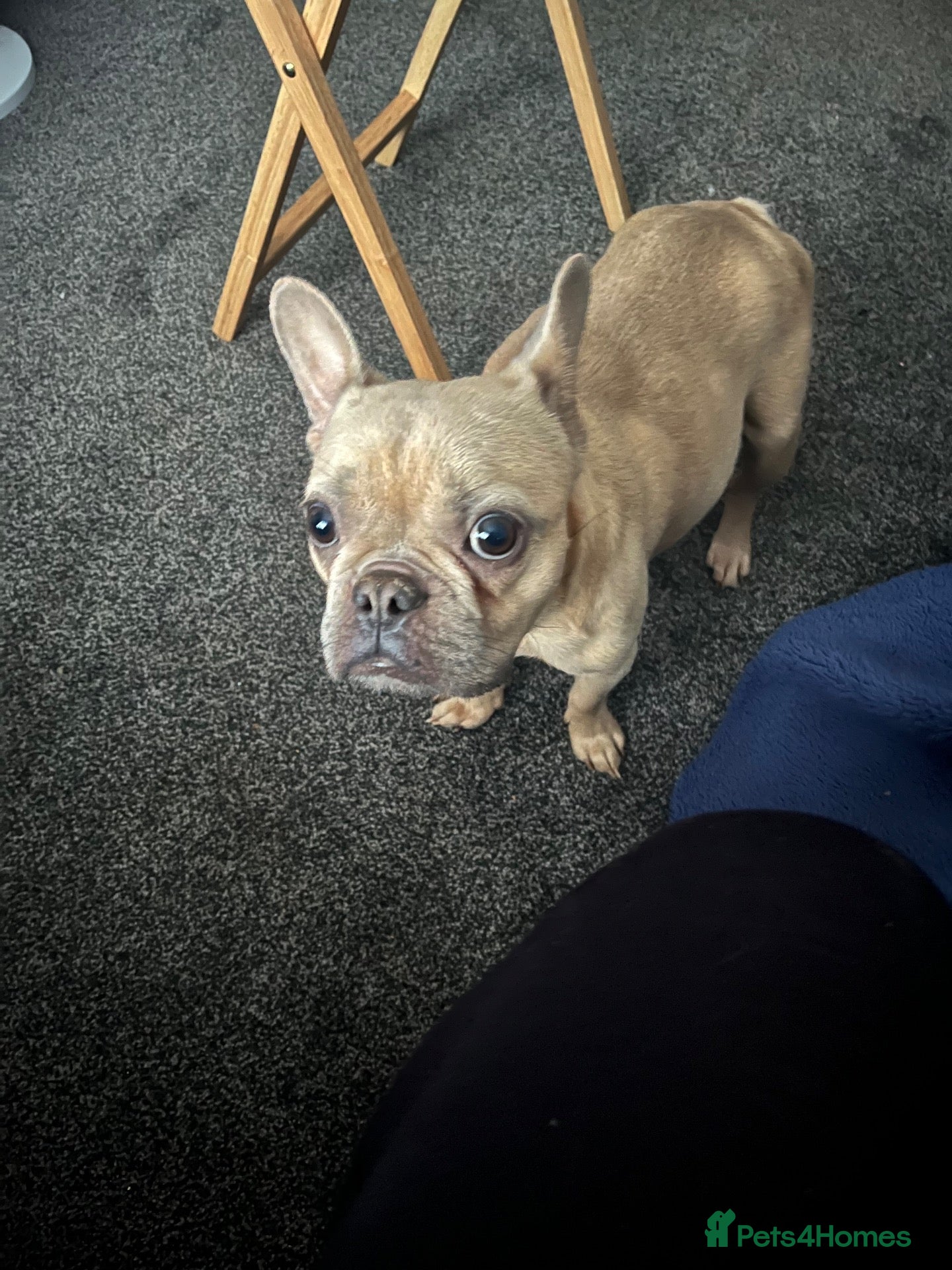 French Bulldog dogs 5 month old girl puppy - Advert 2