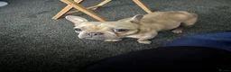 French Bulldog dogs for sale: 5 month old girl puppy - Advert 1