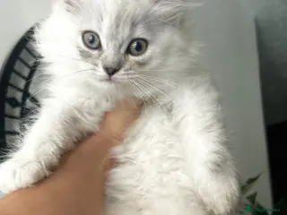Persian cats 7-Persian kittens for sale 🩶🩵 males & Females - Advert 3