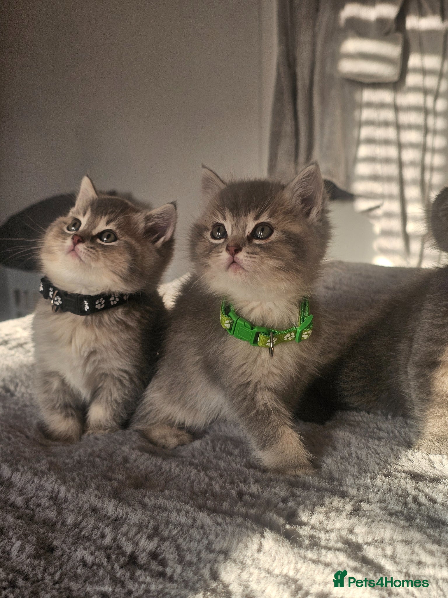 Mixed Breed cats BSH/RAGDOLL kittens last boy available  - Advert 2