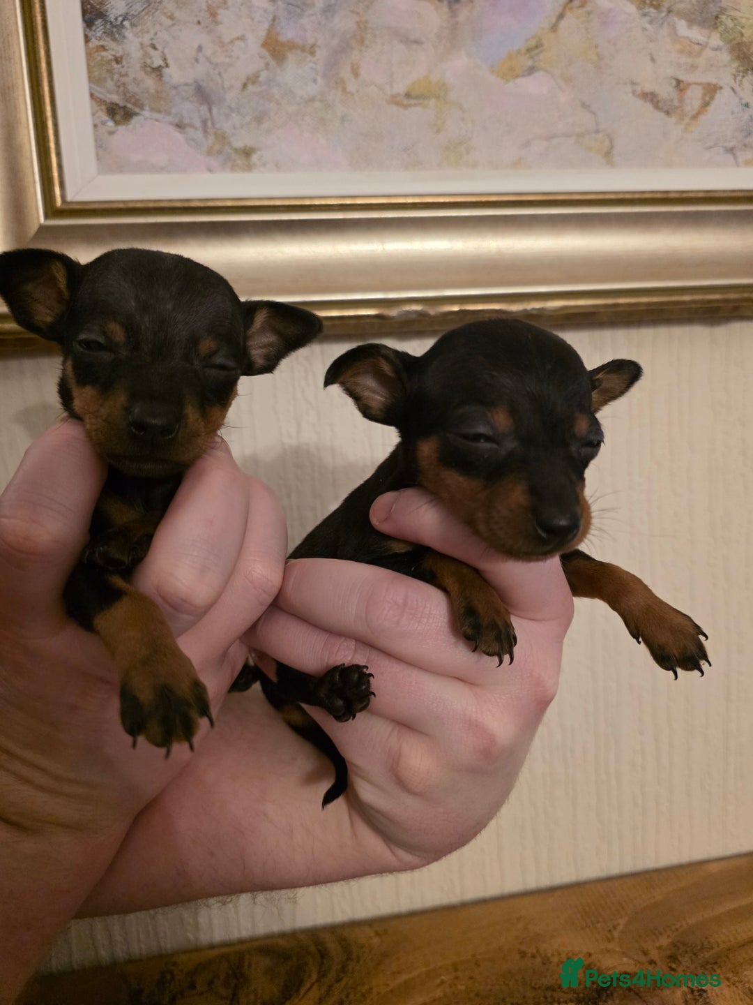 Miniature Pinscher dogs for sale: 5 beautiful miniature pincher pups - Advert 10