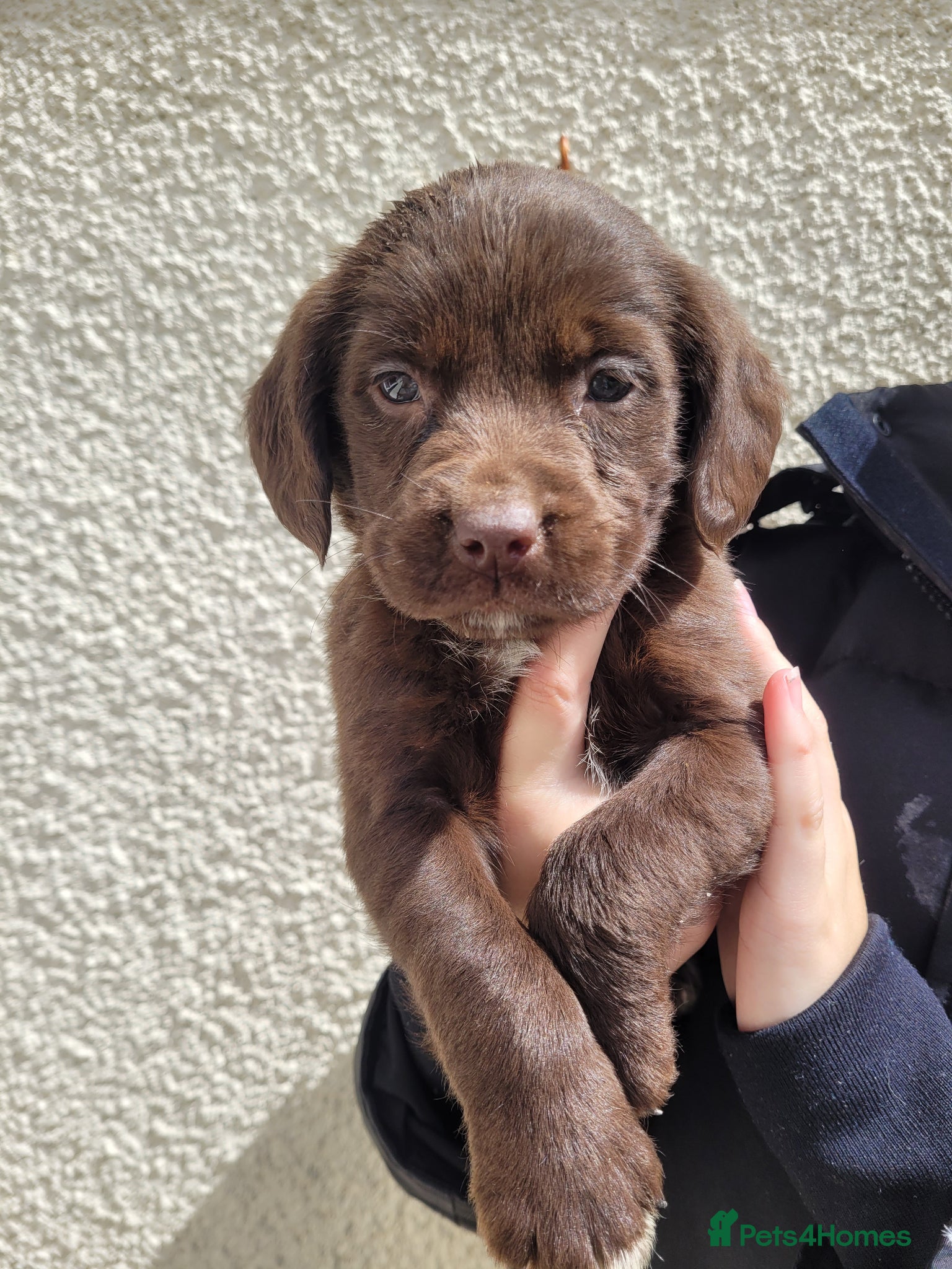 Mixed Breed dogs 3 beautiful springador girl puppy's  - Advert 6