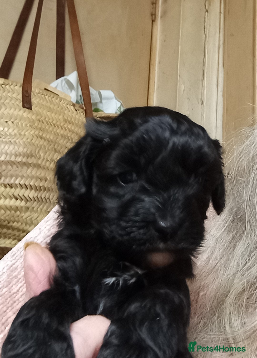 Poochon dogs for sale: POOCHON BOY PUPS - Advert 2