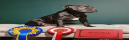 Staffordshire Bull Terrier dogs for sale: KC reg, stunning boy looking for new home - Advert 7